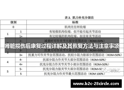 肾脏损伤后康复过程详解及其恢复方法与注意事项